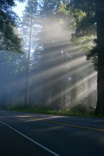 road man taking photo of trees forest